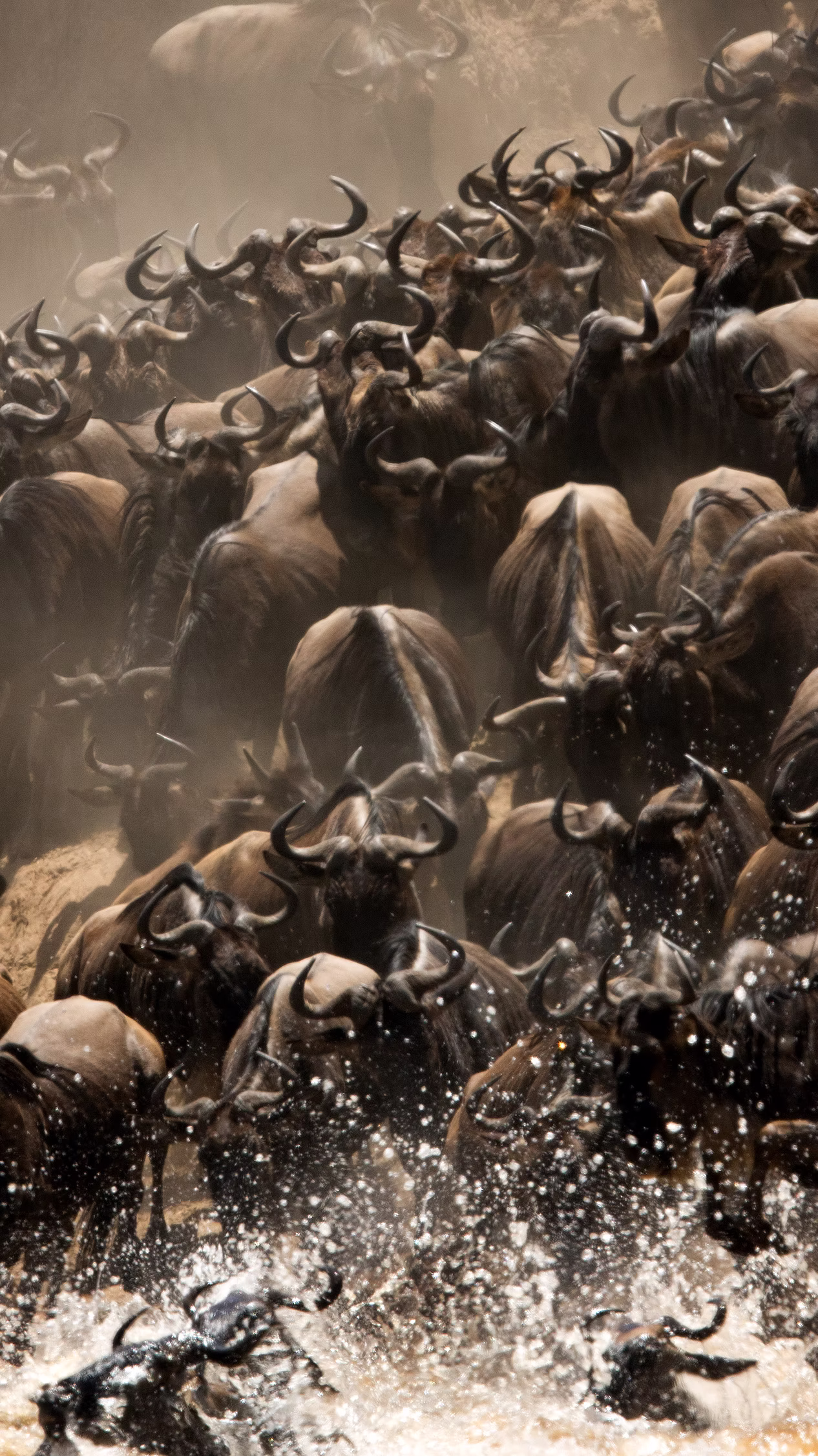 MAASAI MARA